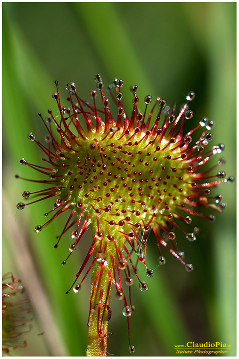 Rosolida, Common sundew, pianta insettivora, rosolida, pianta carnivora,  pinguicola drosera val d'aveto